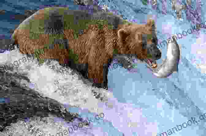 A Brown Bear Fishing For Salmon In A River In Katmai National Park And Preserve Tip Of The Iceberg: My 3 000 Mile Journey Around Wild Alaska The Last Great American Frontier