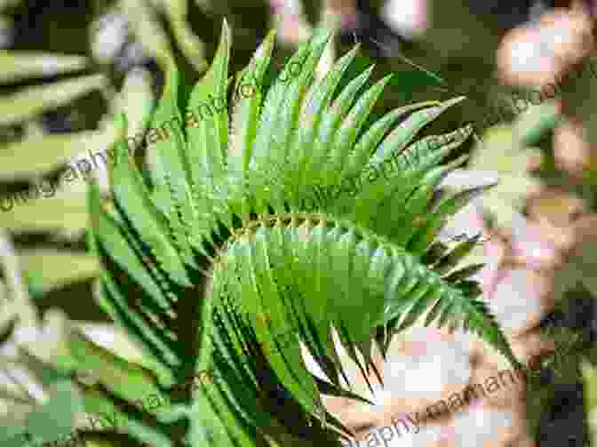 A Delicate Fern, Its Fronds Reaching Out To Envelop A Smooth, Weathered Stone, As If In A Tender Embrace. Photos And Haikus: Plant Mergings With Mystery Stone (Haikus And Photos 17)