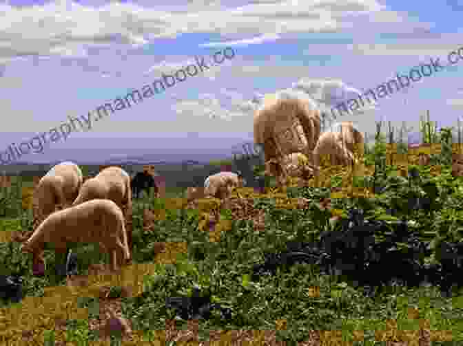 A Flock Of Sheep Grazing Peacefully In A Meadow, The Sun Drenched Landscape Stretching Out Behind Them Wool Over My Eyes Ken Little