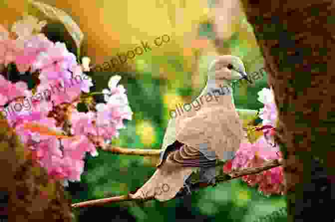 A Gentle Dove Perched On A Blooming Branch The Eagle And The Dove