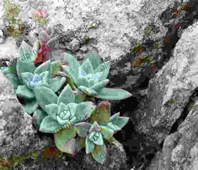 A Tiny Succulent, Nestled Within A Crevice Of A Rock, Its Tiny Leaves Reaching Towards The Sunlight. Photos And Haikus: Plant Mergings With Mystery Stone (Haikus And Photos 17)