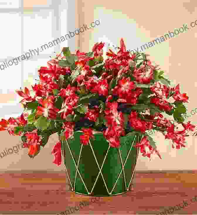 Christmas Cactus In A Pot, Decorated With Lights And Ornaments. LIVING WITH CHRISTMAS CACTUS: The Complete Owners Guide To Christmas Cactus The Fact On How To Grow Care And Keeping Plant Friends