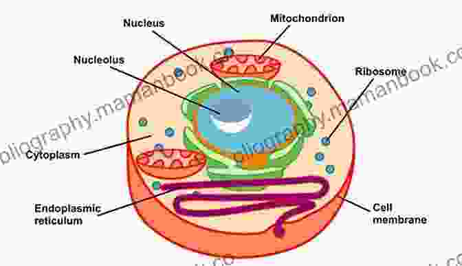 Diagram Of A Typical Cell, Showcasing Its Organelles Looking Inside Cells (Science Readers)