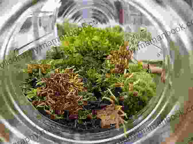 Mason Jars Transformed Into Miniature Ecosystems With Plants, Soil, And Rocks Mason Jar Crafts For Kids: More Than 25 Cool Crafty Projects To Make For Your Friends Your Family And Yourself