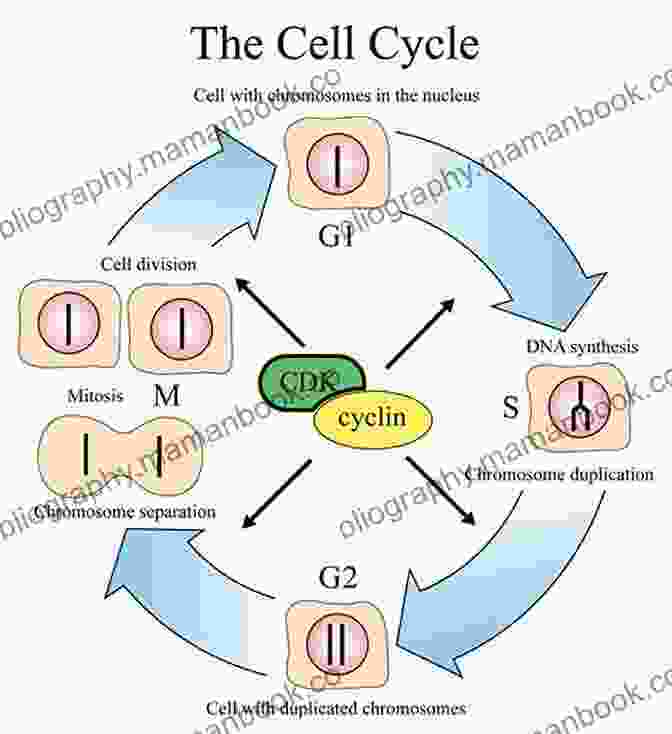 Process Of Cell Division, Illustrating The Creation Of New Cells Looking Inside Cells (Science Readers)
