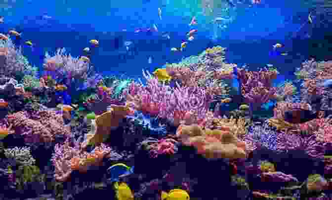 Stunning Photograph Of A Vibrant Coral Reef Ecosystem Teeming With Life. The Blue Absolute Aaron Shurin